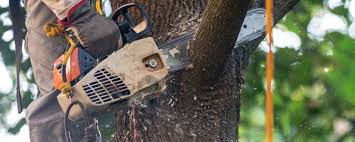 Best Arborist Consultation Services  in Ceres, CA