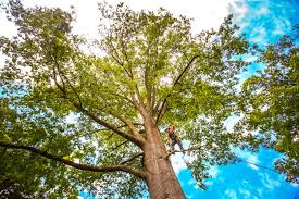 Best Tree Risk Assessment  in Ceres, CA