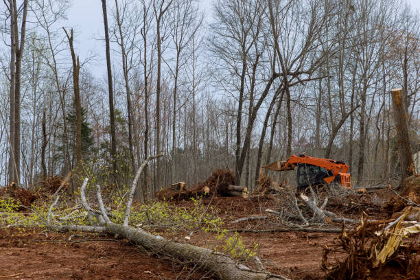 How Our Tree Care Process Works  in  Ceres, CA