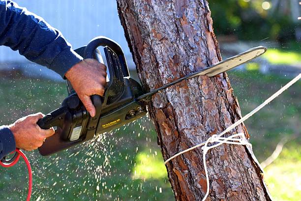 Best Tree Removal Service  in Ceres, CA