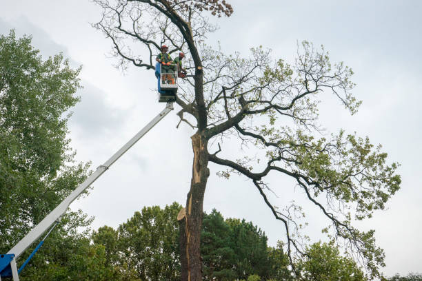 Best Tree Maintenance Programs  in Ceres, CA