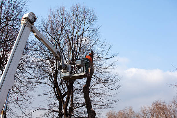 Best Tree and Shrub Care  in Ceres, CA